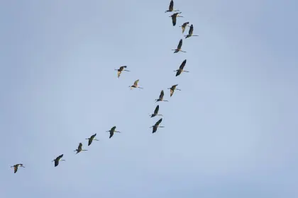 Graue Kraniche in der Luft