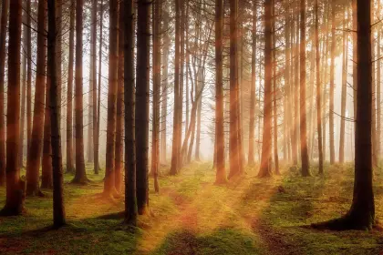 Sonnenstrahlen im Wald