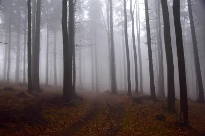 Bäume im Nebel