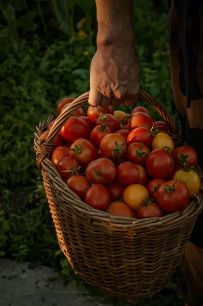 Korb voller Tomaten zur Erntezeit