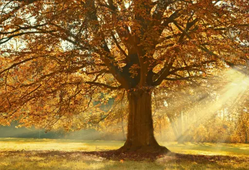 Herbstliche Buche im Sonnenlicht