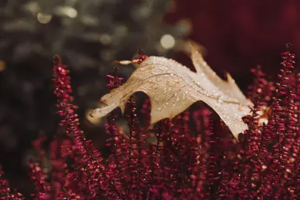 Herbstlaub auf Heidekraut