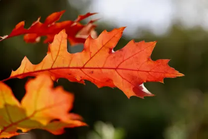 Rote Eichenblätter im Herbst