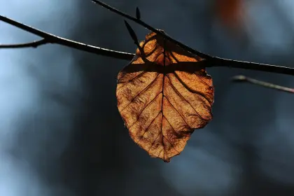 Welkes Blatt an einem Baum
