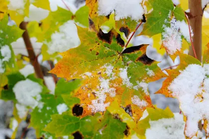 Von Schnee bedecktes Herbstlaub