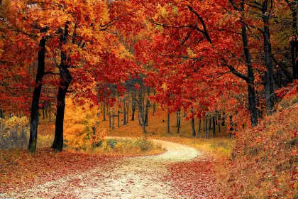 Weg durch den herbstlichen Wald