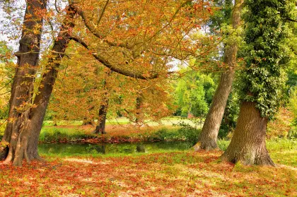 Blätterfall im Herbst