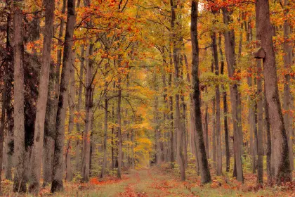 Bunter Wald im Herbst