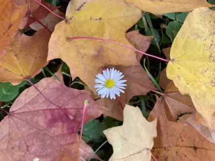 Gänseblümchen zwischen Herbstlaub