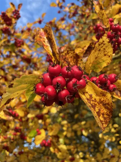 Pflaumenblättriger Weißdorn mit roten Beeren