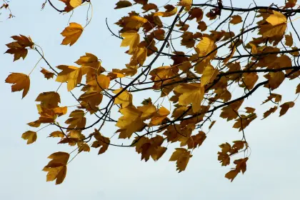 Blätter wehen im Wind