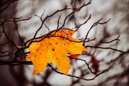 Oranges Blatt im Herbst