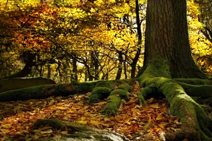 Buchenwald im Herbst