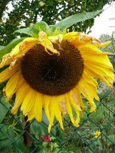 Sonnenblume an einem Zaun
