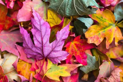 Bunte Blätter im Herbst