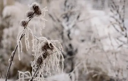 Eiskristalle auf gefrorenem Gras