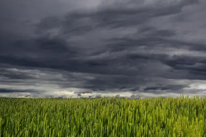 Gewitterwolken über Weizenfeld