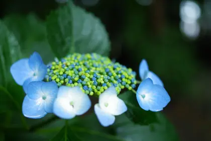 Hortensie im Juni