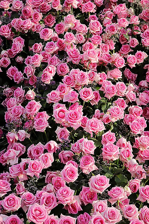 Blühende Rosen