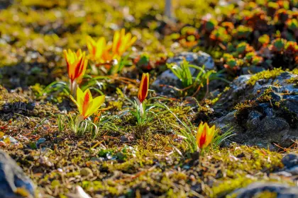 Frühlingserwachen der ersten Krokusse