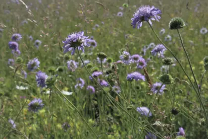 Blumenwiese im Mai