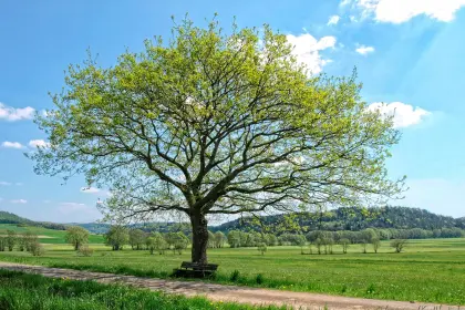 Frühlingslandschaft im Mai