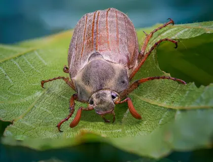 Maikäfer auf einem Blatt