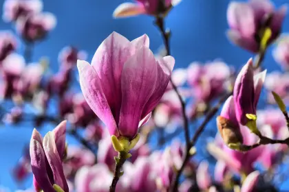 Rosa Blütenpracht einer Magnolie