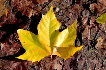 Herbstblätter im Garten