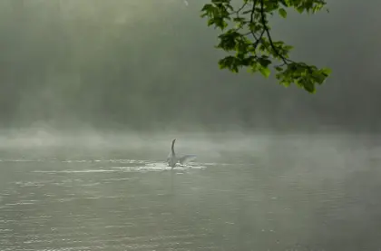 Schwan im Novembernebel
