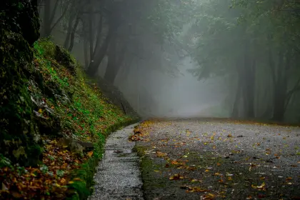 Herbstlicher Waldweg im Nebel