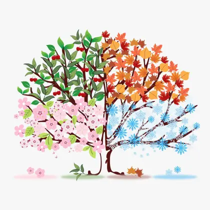 Baum in den vier Jahreszeiten