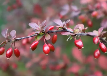 Berberis mit roten Beeren