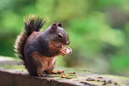 Eichhörnchen verspeist eine Nuss