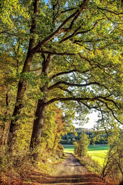 Farbenfroher Herbstwald im Sonnenlicht