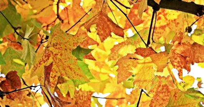 Kastanienblätter im Herbst