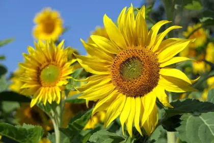Sonnenblumenfeld