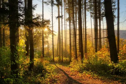 Wald mit herbstfarbenen Blättern