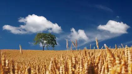 Kornfeld im Sommer
