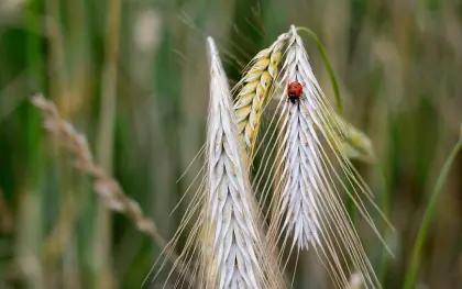 Marienkäfer an einer Weizenähre