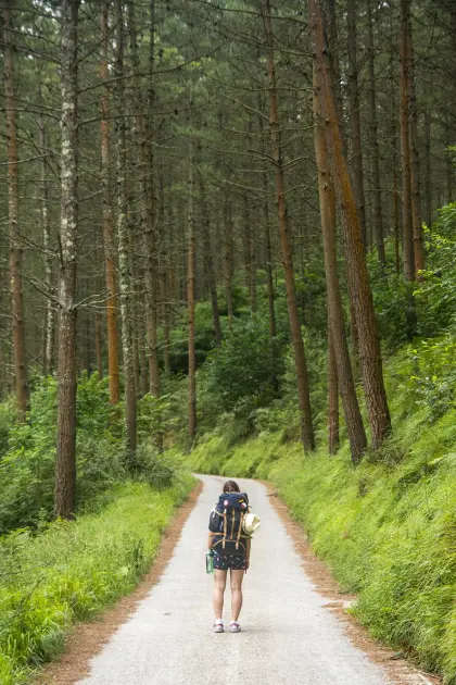 Wandern durch den Wald im Sommer