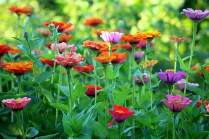 Zinnie, Blumen