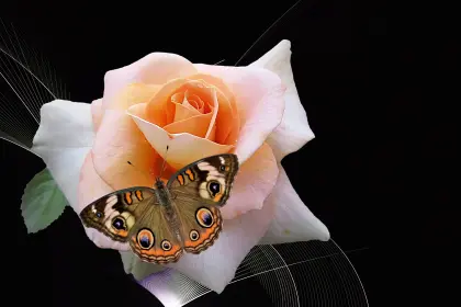 Schmetterling auf Rose