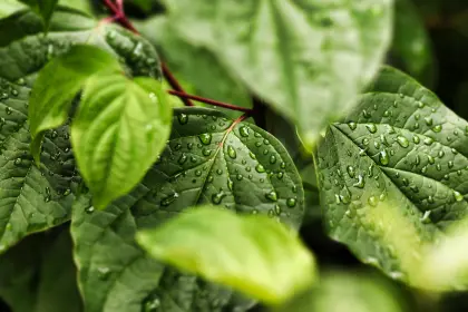 Wassertropfen auf grünem Laub