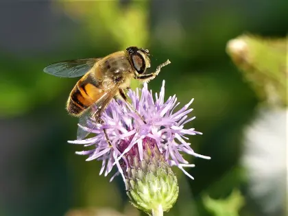 Biene bestäubt Wildblume