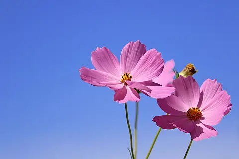 Wildblume Cosmos