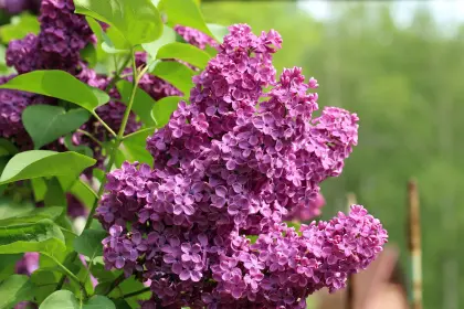 Violett blühender Flieder