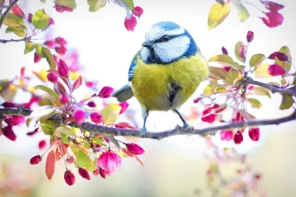 Vogel sitzt auf blühenden Zweig
