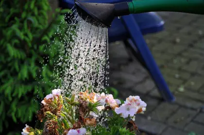 Blumen gießen mit der Gießkanne