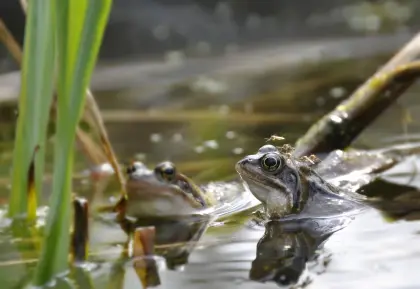 Quakende Frösche im Teich
